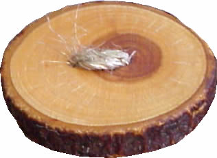 WB10 apple tree wood button. Sold in package of 10 pieces.