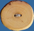 WB09 apple tree wood button. Sold in package of 10 pieces.
