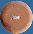 WB07 fruit-tree wood button. Sold in package of 10 pieces.