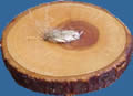 WB10 apple tree wood button. Sold in package of 10 pieces.