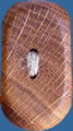 WB15 rounded oak wood button. Sold in package of 10 pieces.