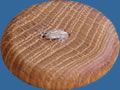 WB08 oak wood button. Sold in package of 10 pieces.
