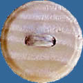 WB11 oak wood button. Sold in package of 10 pieces.