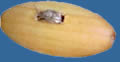 WB05 apple-tree wood button. Sold in package of 10 pieces..