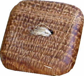 WB02 oak wood button. Sold in package of 10 pieces.