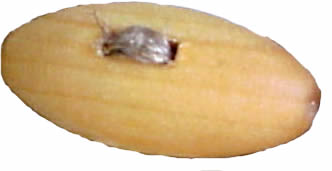 WB05 apple-tree wood button. Sold in package of 10 pieces..