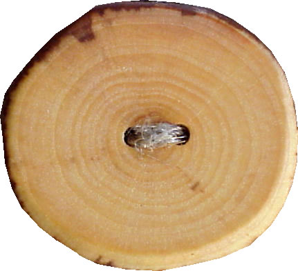 WB09 apple tree wood button. Sold in package of 10 pieces.